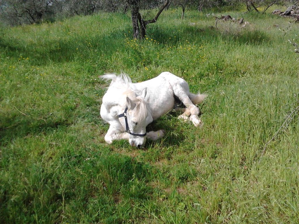 הוילה מונטלופו פיורנטינו Agriturismo Il Cavallone מראה חיצוני תמונה